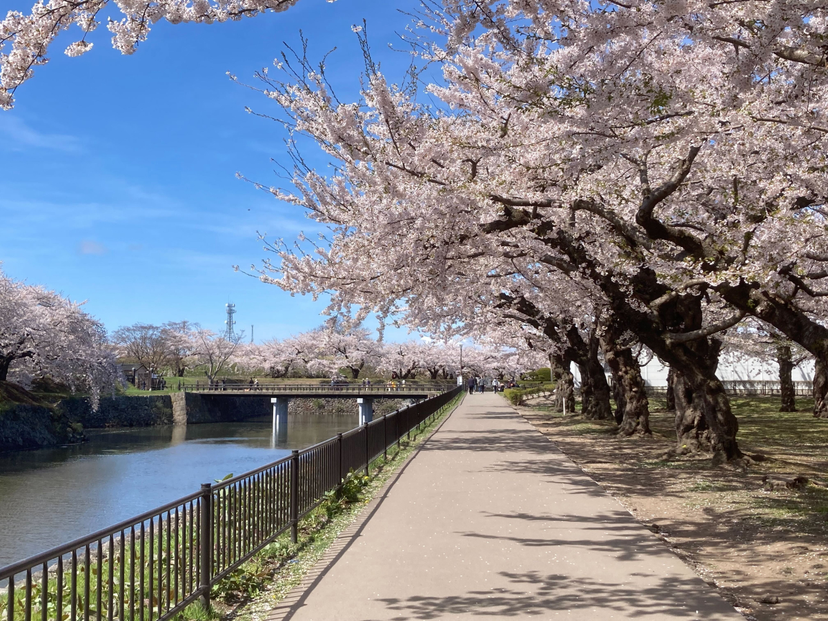 五稜郭の桜
